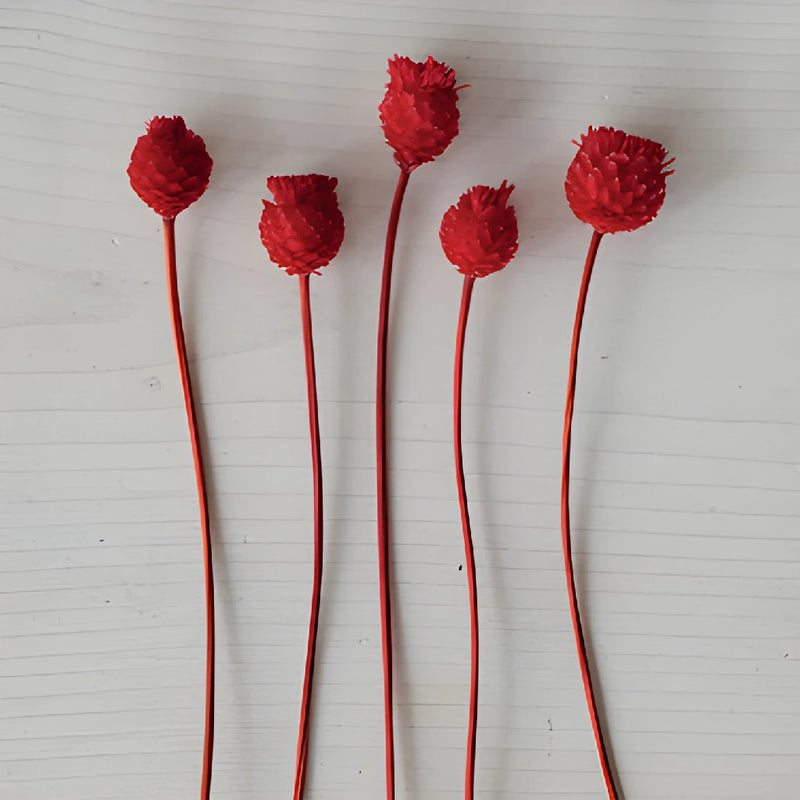 Red Velvet Dried Happy Flowers