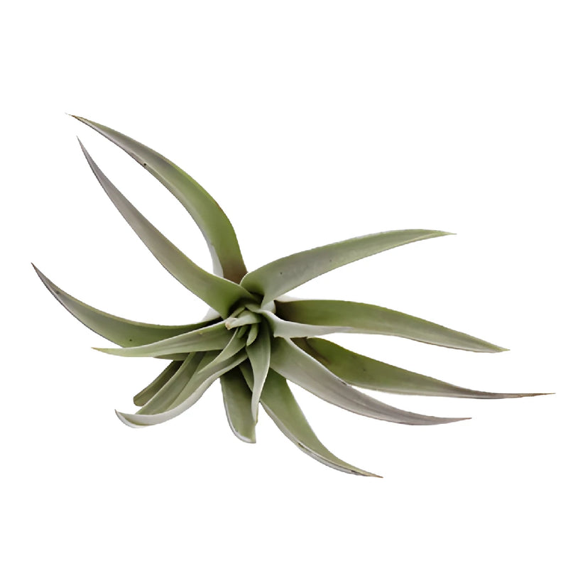 Green Harrisii Air Plants