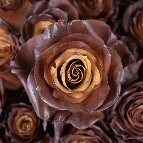 Hazel Cafe Au Lait Rose Flower Up Close