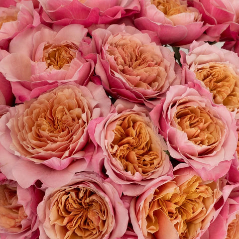 Heart's Desire Garden Rose Close Up - Image