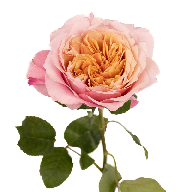 Heart's Desire Garden Rose Stem - Image