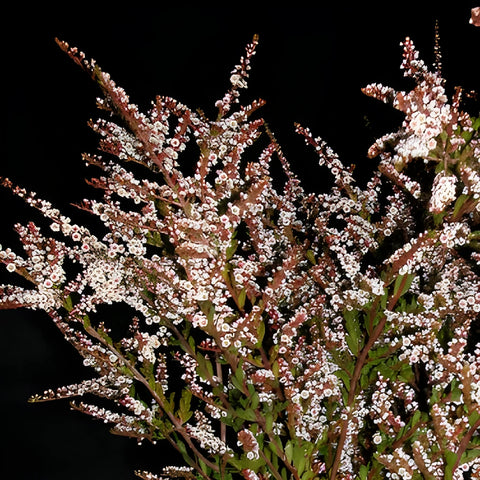 White Calycina Heather Flower