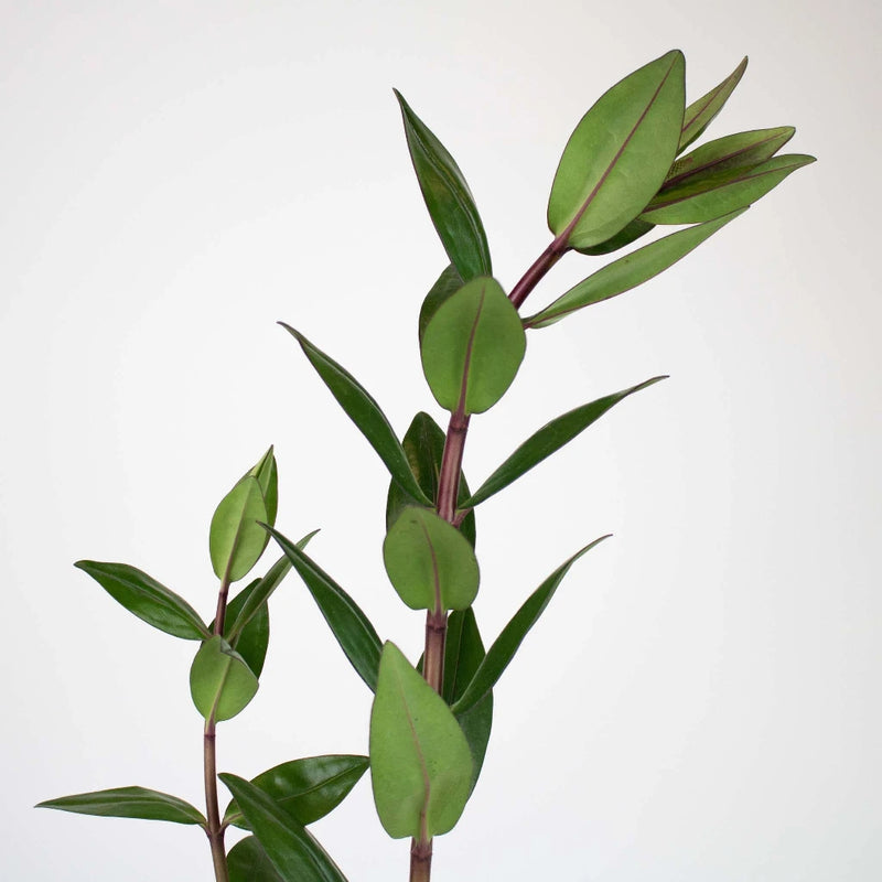 Hebe Greenery Single Stem