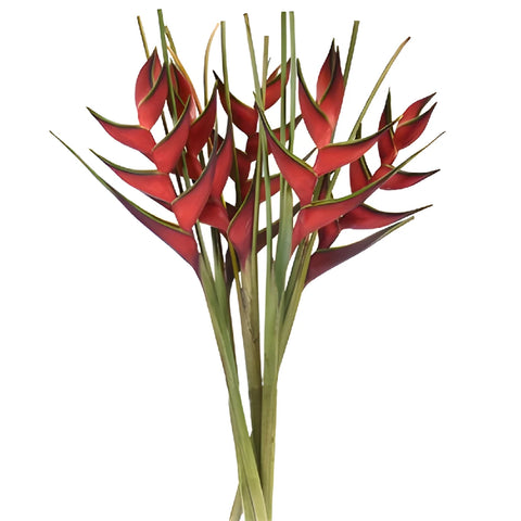 Watermelon Heliconia Flower