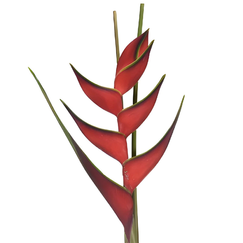 Watermelon Heliconia Flower