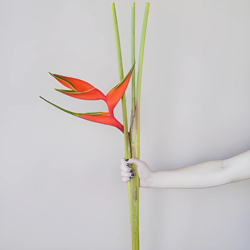 Deep Orange Heliconia Flower