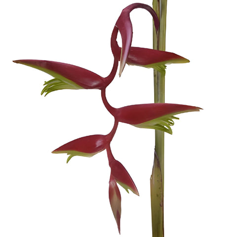 Red Lipstick Hanging Heliconia Flower