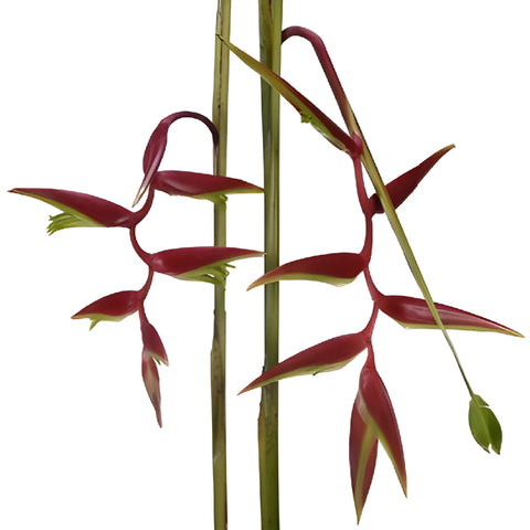 Red Lipstick Hanging Heliconia Flower