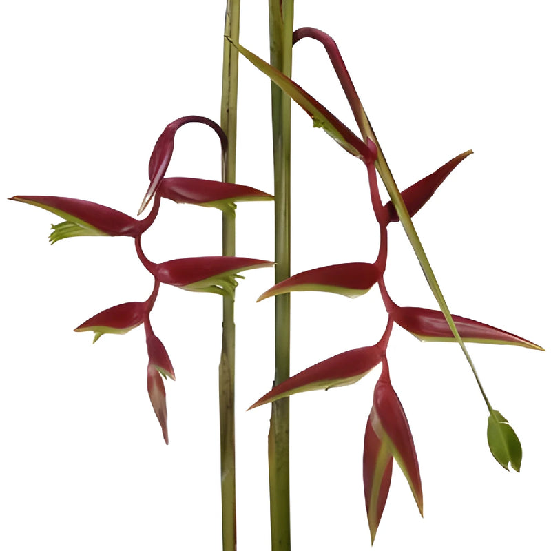 Red Lipstick Hanging Heliconia Flower
