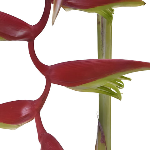 Red Lipstick Hanging Heliconia Flower