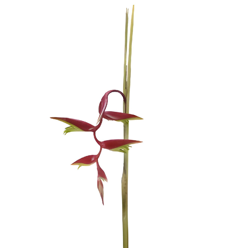 Red Lipstick Hanging Heliconia Flower