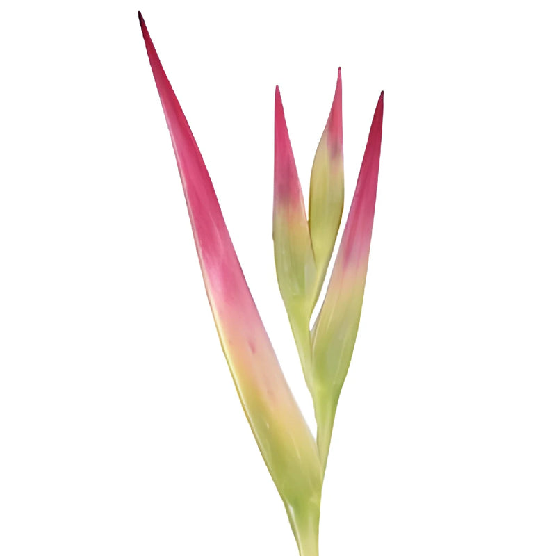 Pink Lemonade Heliconia Flower
