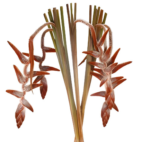 Plush Hanging Heliconia Flower