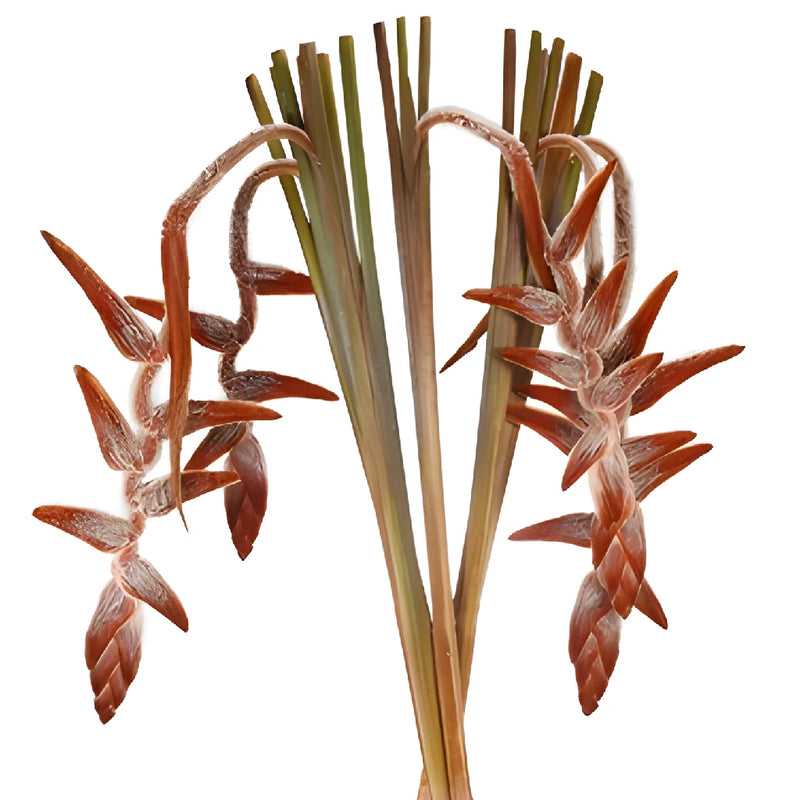 Plush Hanging Heliconia Flower