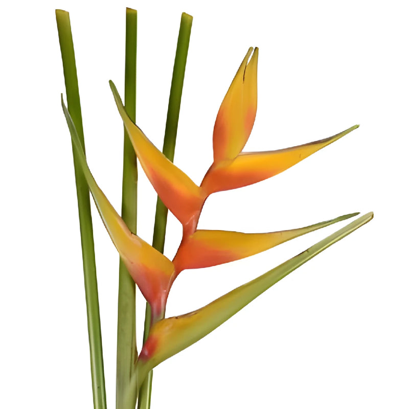 Mango Heliconia Flower