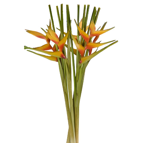 Mango Heliconia Flower