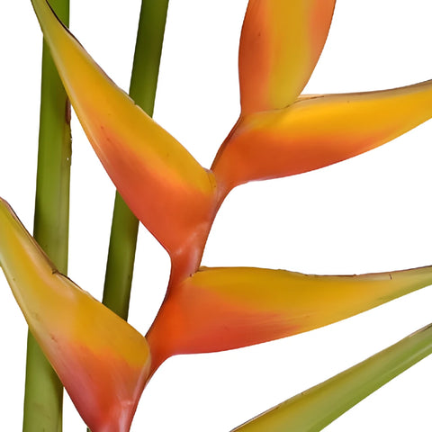 Mango Heliconia Flower