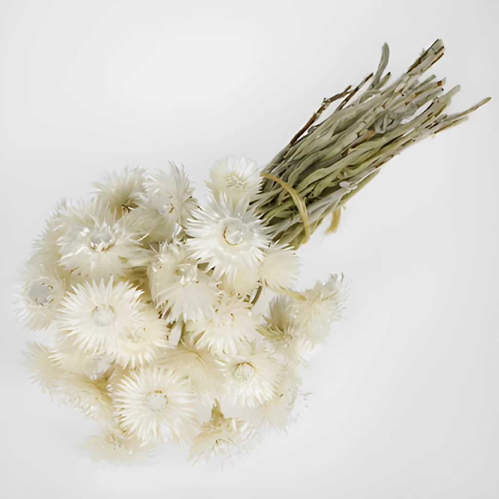 Dried Straw Flower - Thumbnail 2