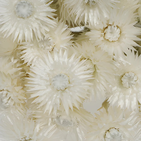 Dried Straw Flower