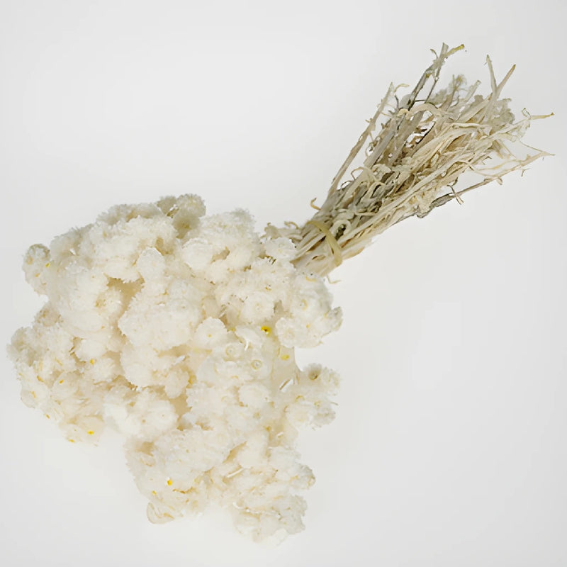 Natural Italian Straw Flower