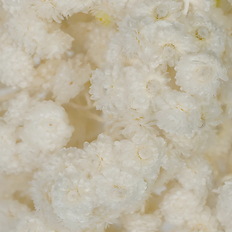 Natural Italian Straw Flower