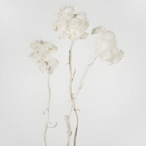 Natural Italian Straw Flower