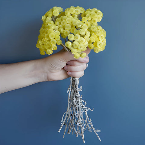 Yellow Dried Italian Straw Flower