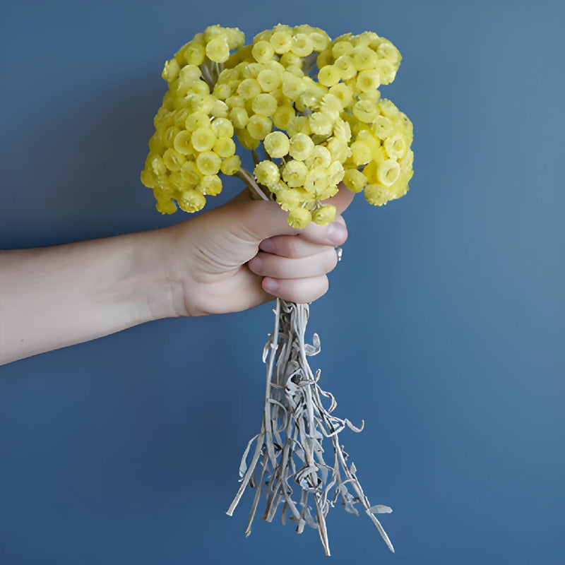 Yellow Dried Italian Straw Flower