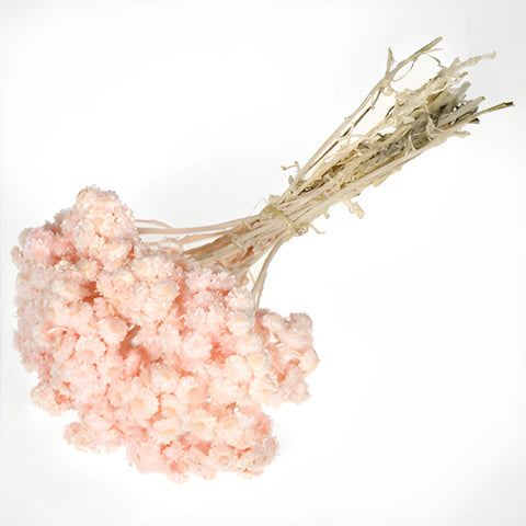 Blush Dried Italian Straw Flower