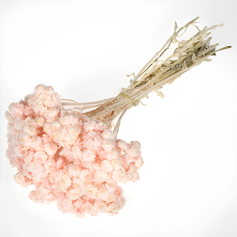 Blush Dried Italian Straw Flower