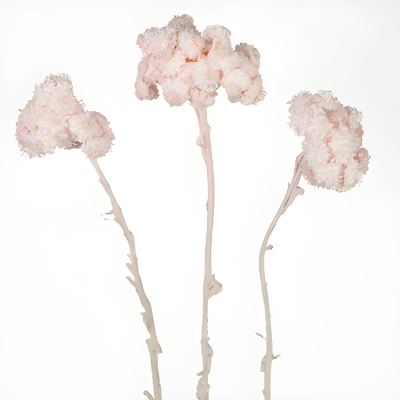 Blush Dried Italian Straw Flower