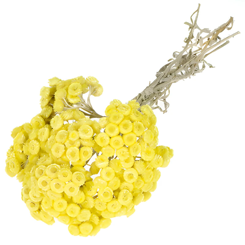 Yellow Dried Italian Straw Flower