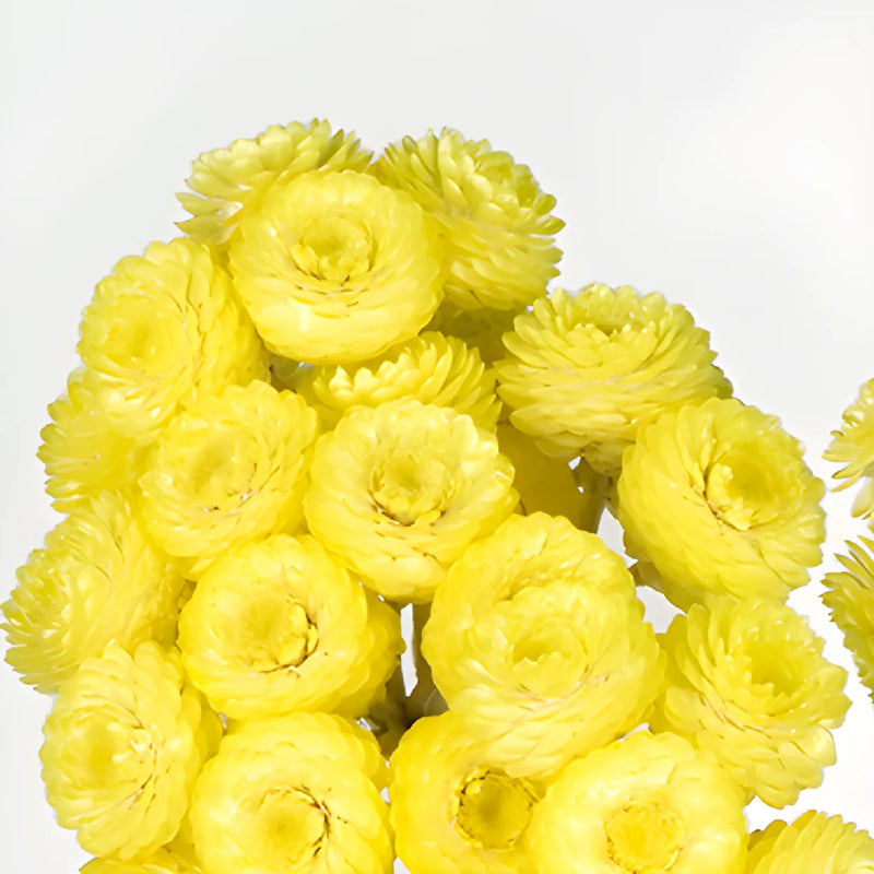 Yellow Dried Italian Straw Flower