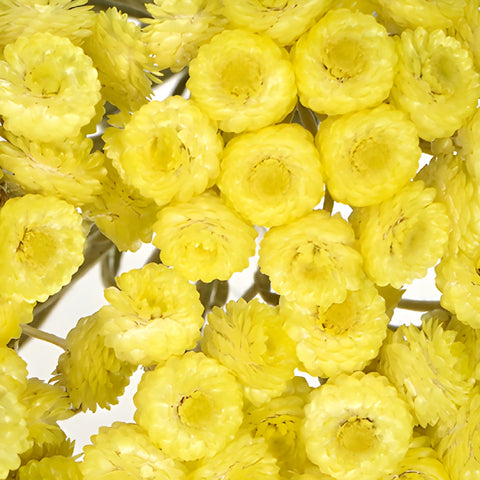 Yellow Dried Italian Straw Flower