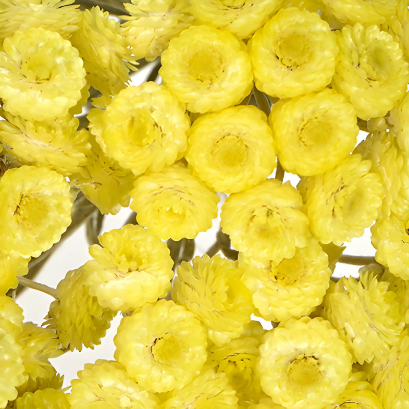 Yellow Dried Italian Straw Flower