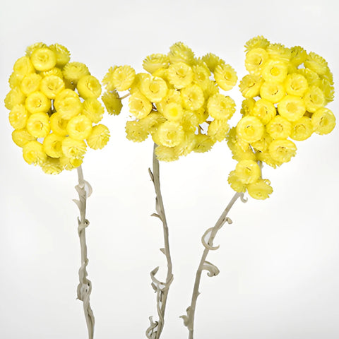 Yellow Dried Italian Straw Flower