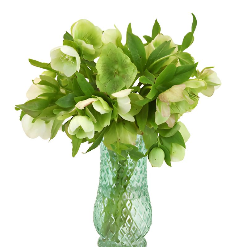 Chartreuse Green Designer Hellebore Flowers