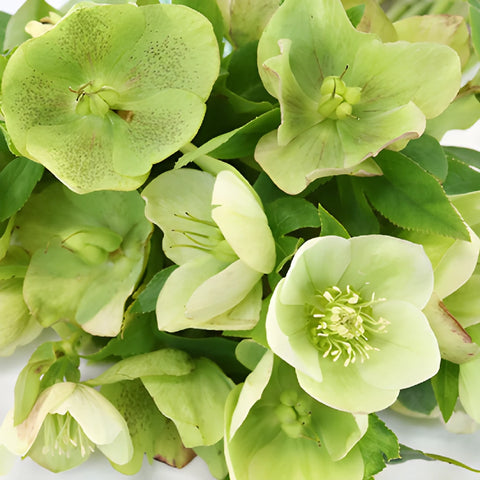 Chartreuse Green Designer Hellebore Flowers