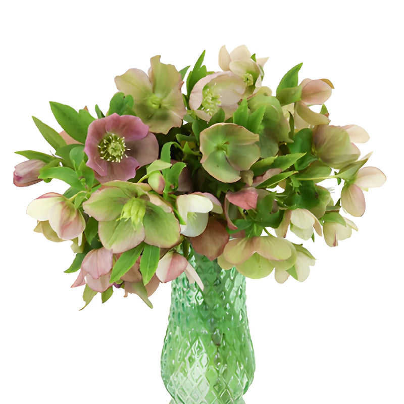 Hues of Pink Designer Hellebore Flowers