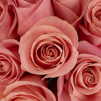 Hermosa Pink Rose Close Up - Image