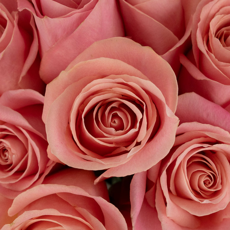 Hermosa Pink Rose Close Up - Image