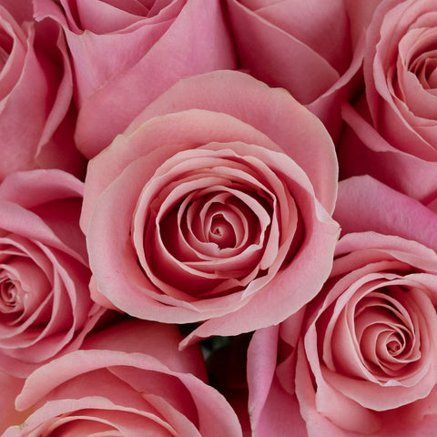 Hermosa Pink Rose Close Up - Image