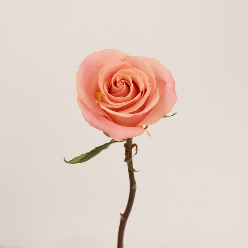 Hermosa Pink Rose Stem - Image