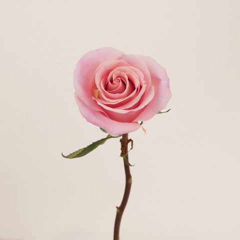 Hermosa Pink Rose Stem - Image