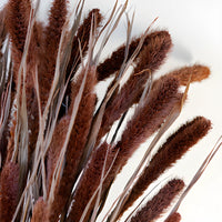 Dark Hickory Dried Foxtail Grasses