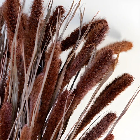 Dark Hickory Dried Foxtail Grasses