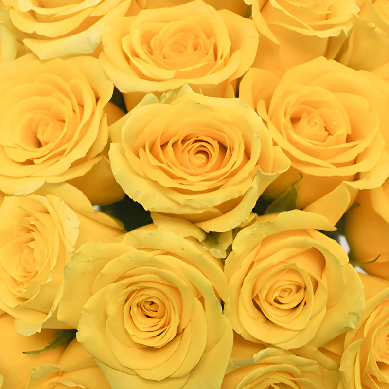 High Exotic Bright Yellow Rose