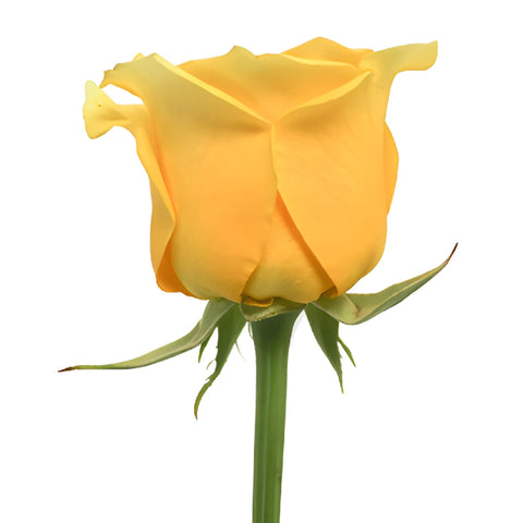 High Exotic Bright Yellow Rose