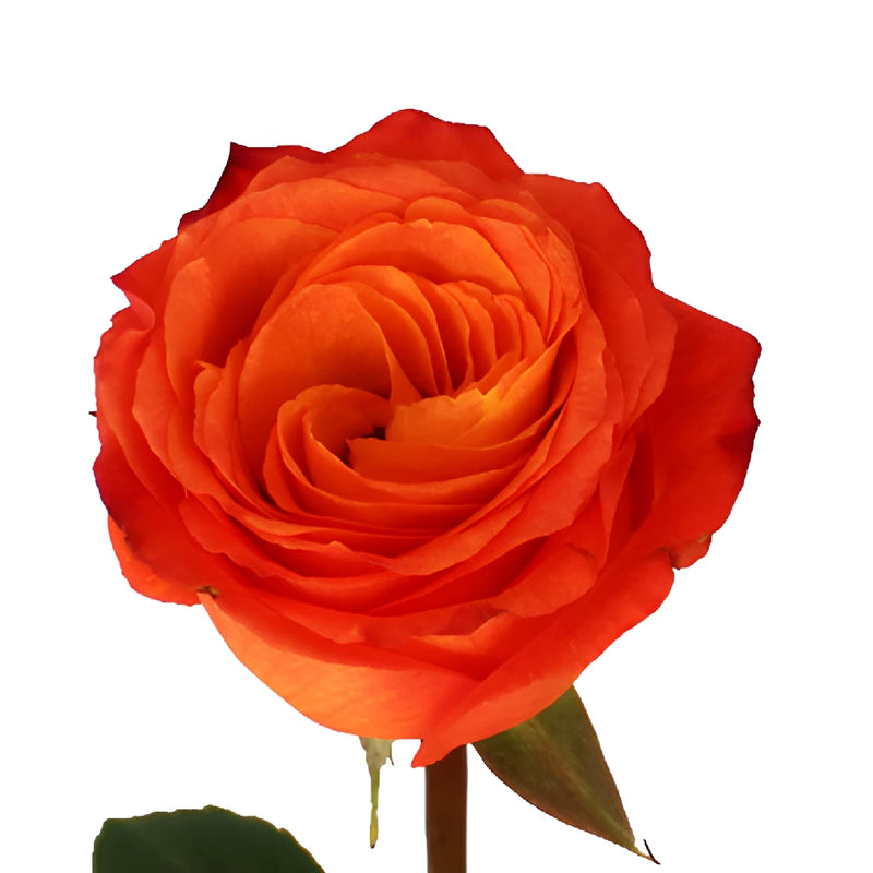 High and Intenzz Fresh Rose