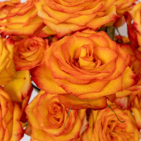 High And Magic Yellow And Red Rose Close Up - Image